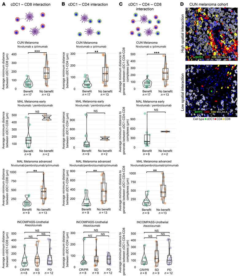 Analysis of the associations of distances between cDC1 cells and CD8+ or...