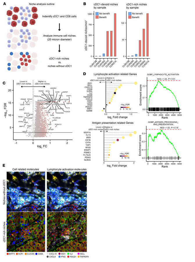 Xenium spatial transcriptomic analyses of immune related hubs showing as...