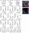 Analysis of the associations of distances between cDC1 cells and CD8+ or CD