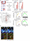 Xenium spatial transcriptomic analyses of immune related hubs showing assoc