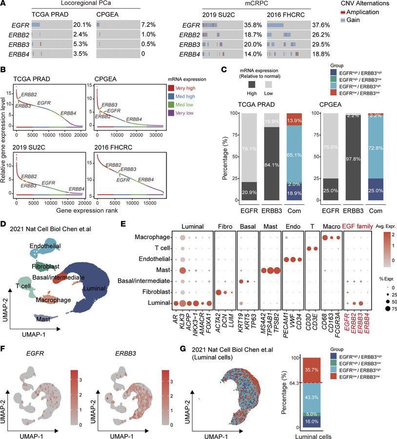 Genomic alterations and mRNA expression pattern of EGFR and ERBB3 in pro...