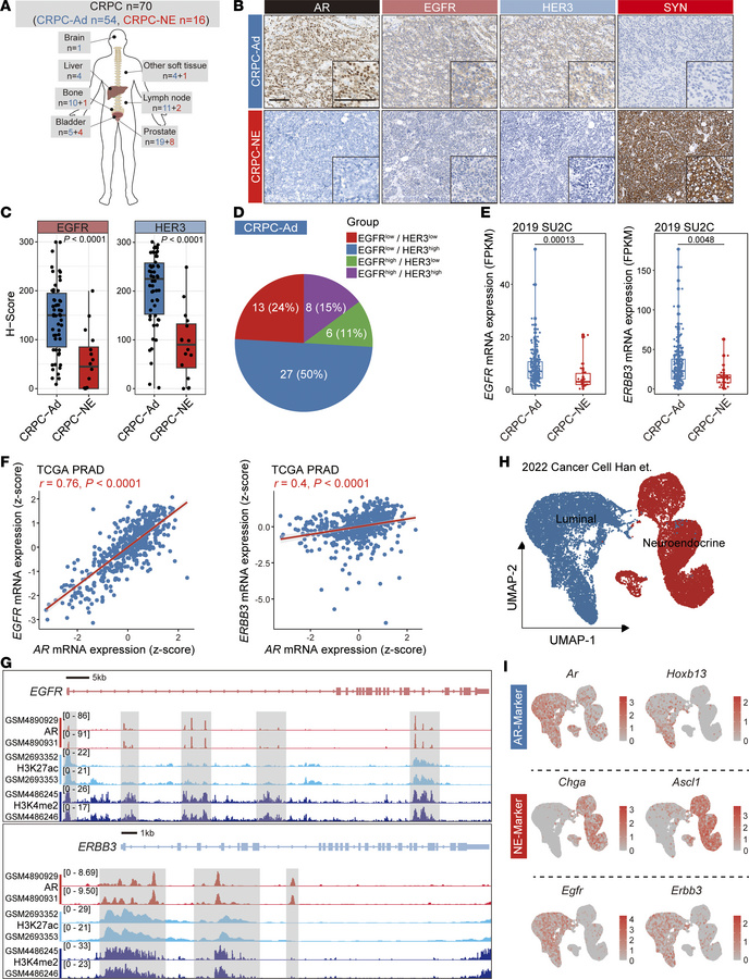 Distinct expression patterns of EGFR and HER3 across CRPC subtypes and t...