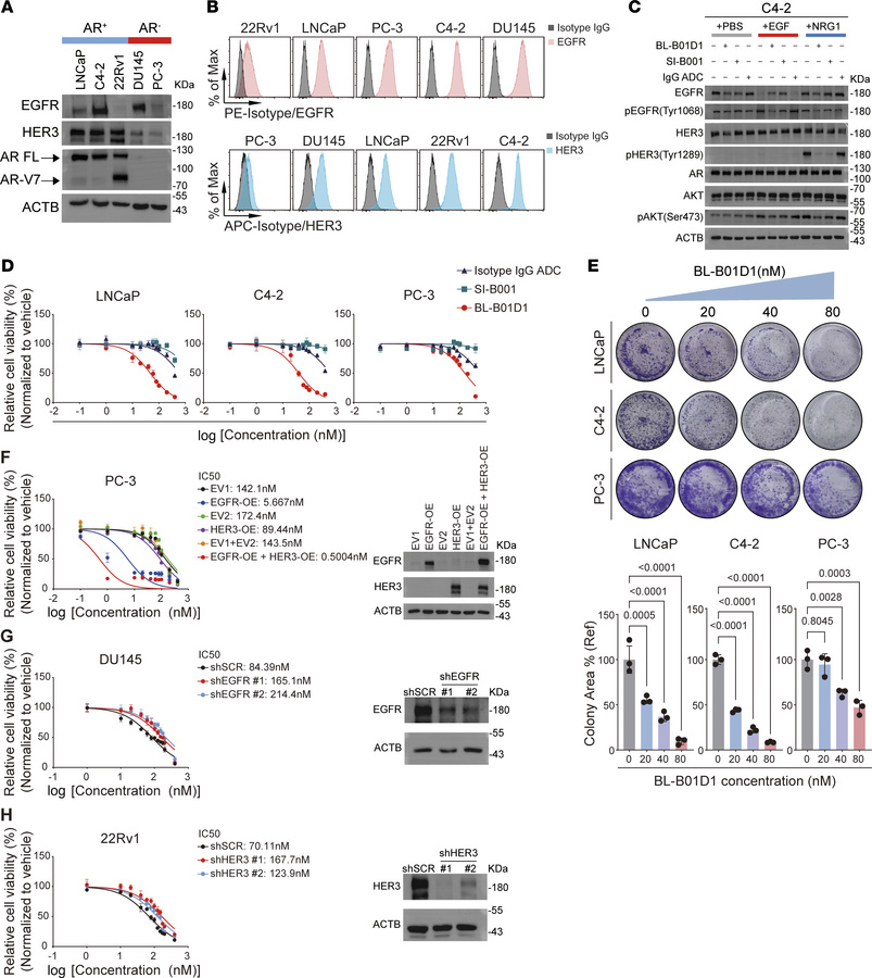 Antitumor activity of BL-B01D1 in human prostate cancer cell line models...