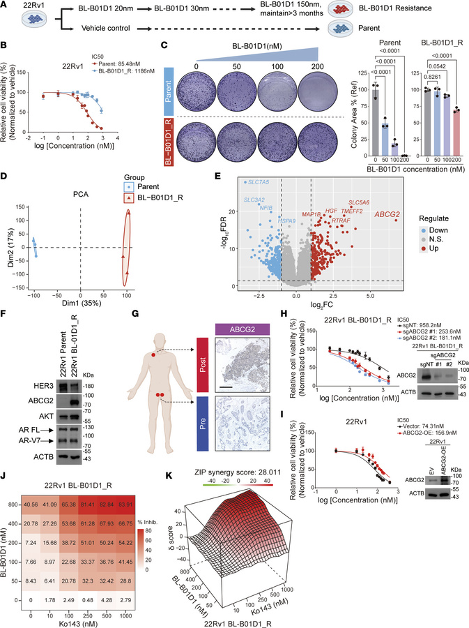 ABCG2 upregulation mediates acquired resistance to BL-B01D1.
(A) Schemat...