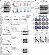 Antitumor activity of BL-B01D1 in human prostate cancer cell line models in