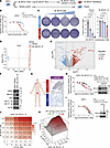 ABCG2 upregulation mediates acquired resistance to BL-B01D1.