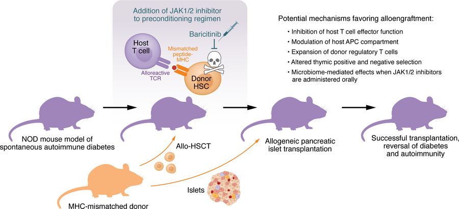 Exploring JAK1/2 inhibition as a single-agent immunosuppression regimen ...