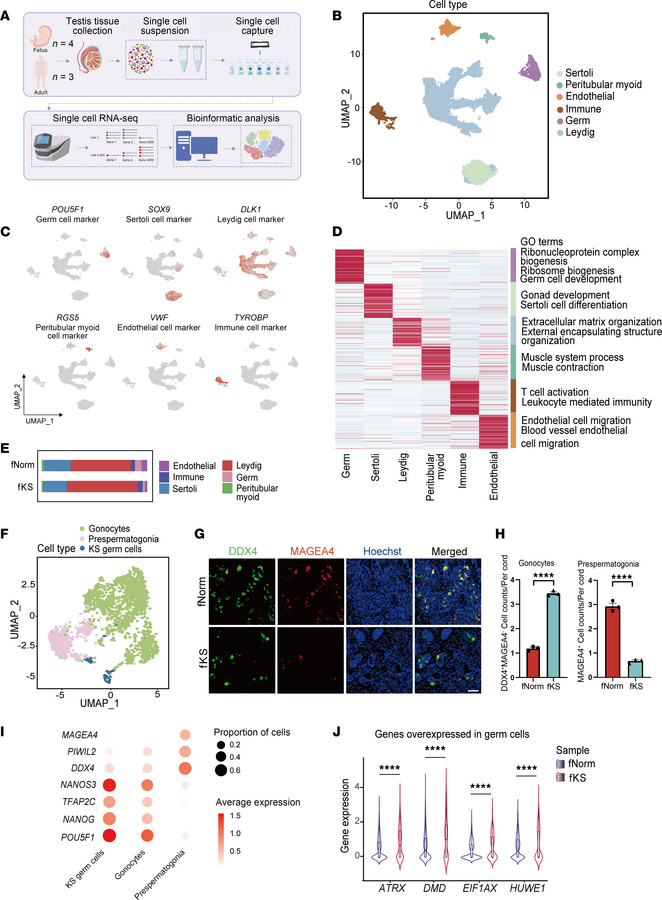 Single-cell transcriptome profiling and analysis of KS and loss of presp...