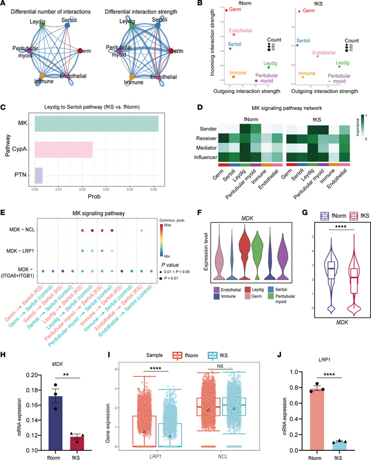 Intercellular interactions between Sertoli and other cell types in KS.
(...