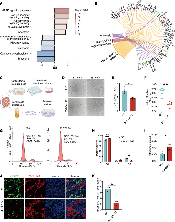 Inhibition of the MAPK pathway prevents overproliferation of KS Leydig c...