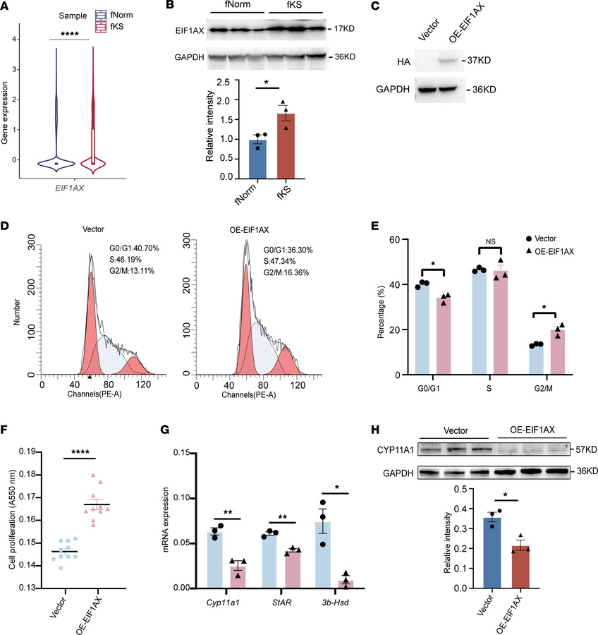 EIF1AX overexpression promotes TM3 cell proliferation and suppresses tes...