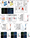 Defect and heterogeneity of fetal Sertoli cells in KS.