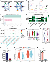 Intercellular interactions between Sertoli and other cell types in KS.