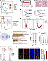 Delayed development of fetal Leydig cells in patients with KS.