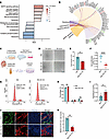 Inhibition of the MAPK pathway prevents overproliferation of KS Leydig cell