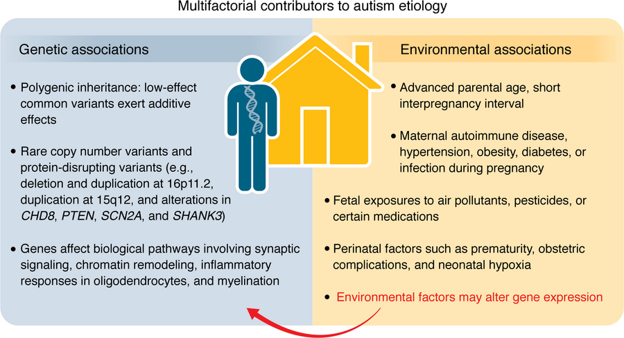 Summary of genetic and environmental factors associated with autism etio...