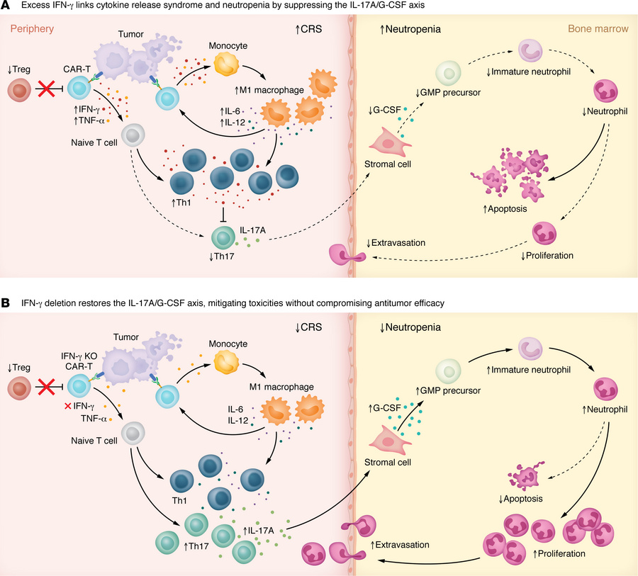 IFN-γ regulates the IL-17A/G-CSF axis to drive CRS and neutropenia.
(A) ...