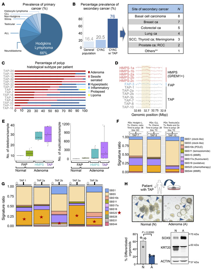 Clinicopathological and genomic analysis of patients with TAP.
(A) Prima...