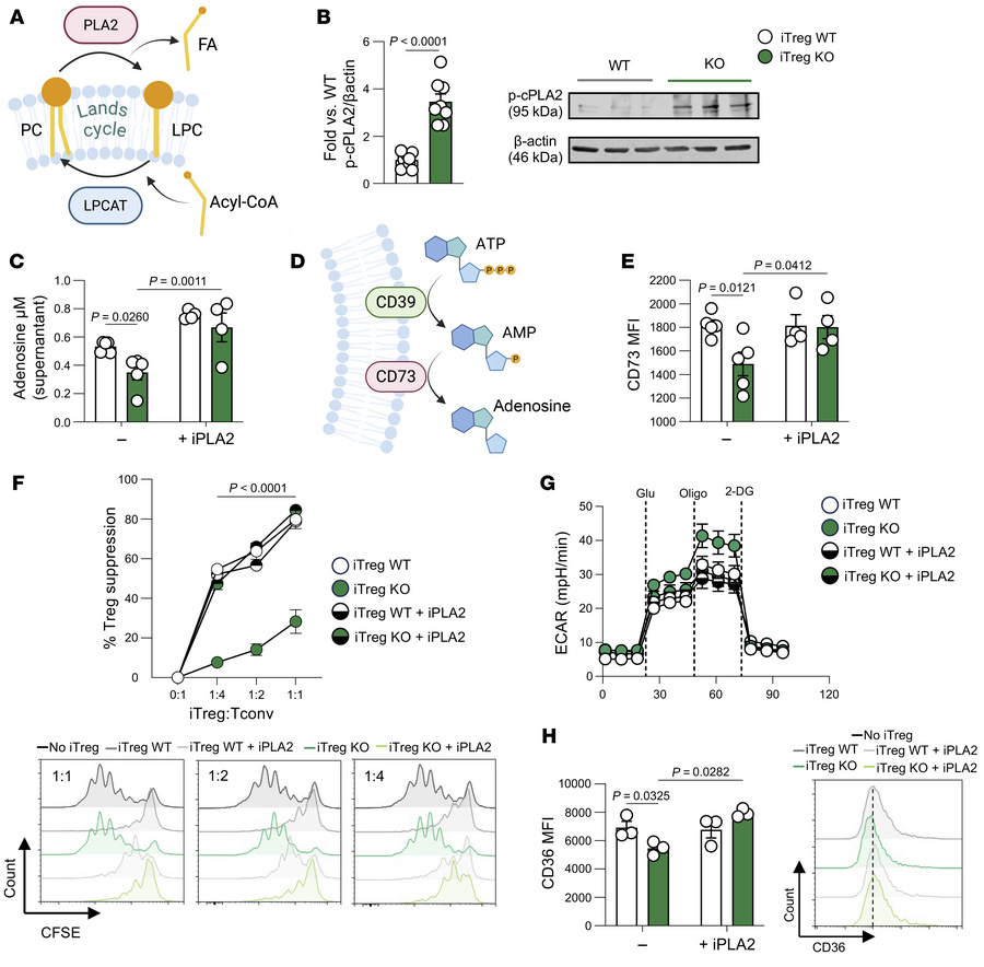 
Srebp1c-mediated phospholipid homeostasis supports adenosine metabolism...