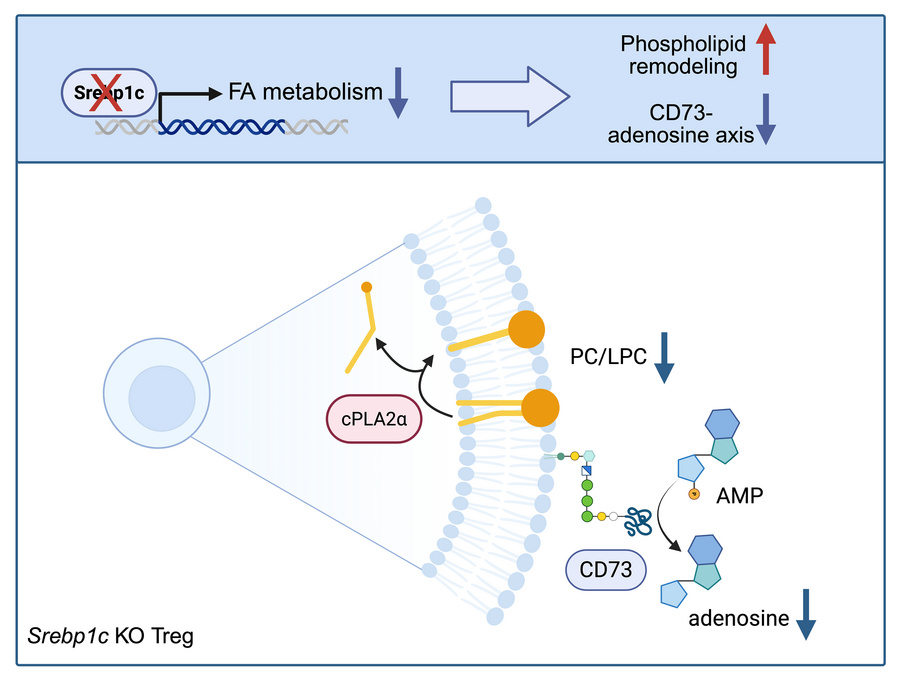 graphical abstract