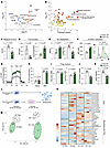 Srebp1c deficiency rewires Treg energetic metabolism toward glycolysis.
