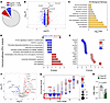 SREBP1c is an intrinsic determinant of Treg immunometabolic phenotype.