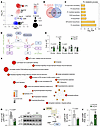 Srebp1c deficiency affects phospholipid metabolism.