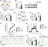 Srebp1c-mediated phospholipid homeostasis supports adenosine metabolism.