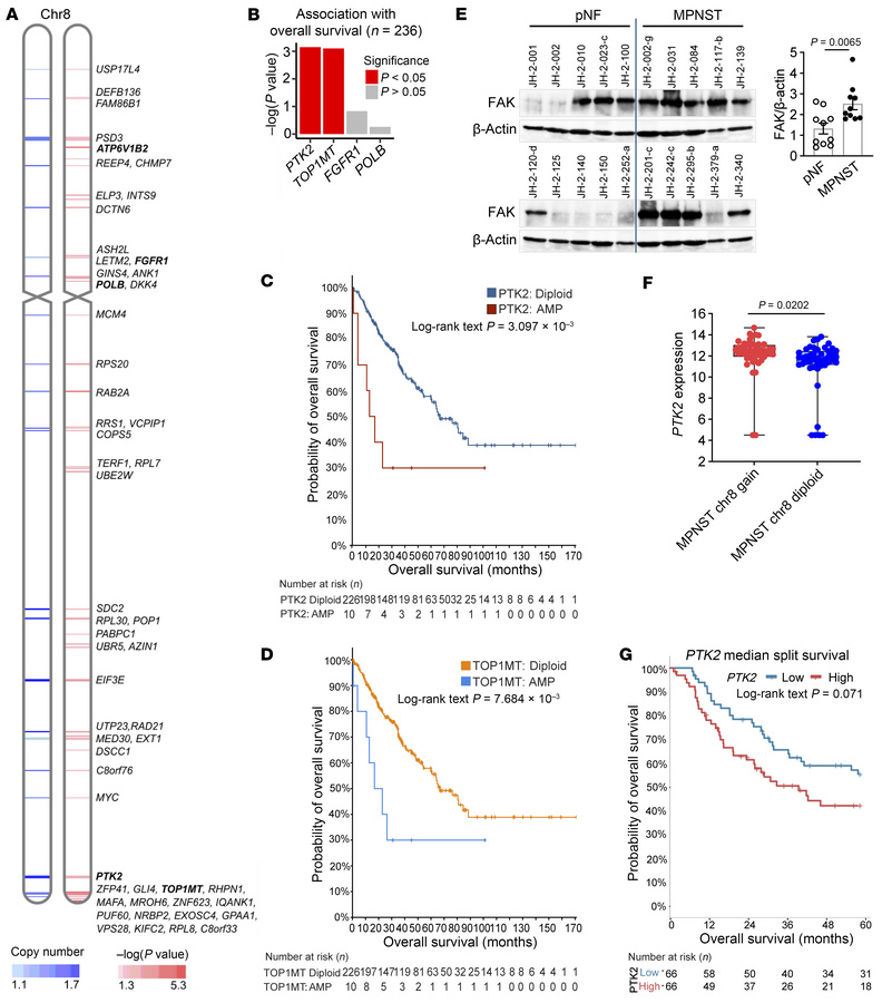 
PTK2 is an important gene on chr8 for survival of MPNST cells.
(A) Loca...