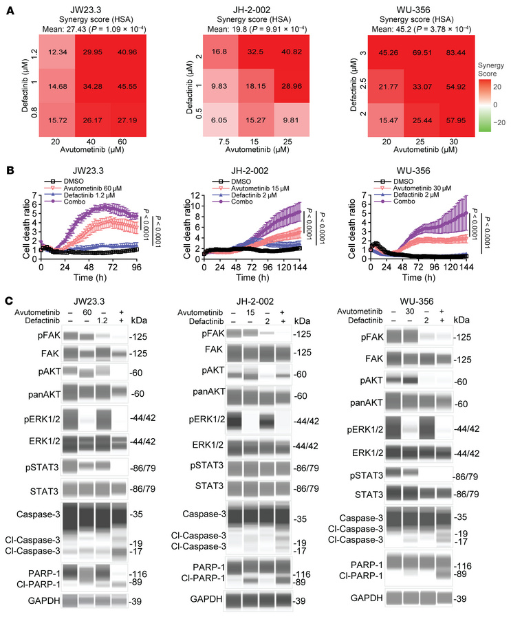 FAKi enhances the apoptotic effect of a RAF/MEKi in MPNST cells.
(A) Hea...