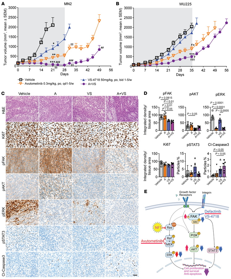 Combination of FAKi with RAF/MEKi decreases tumor growth in chr8 gain PD...