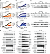 FAKi reduces cell proliferation and activation of FAK and downstream protei