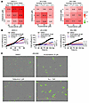 The combination of a FAKi and a RAF/MEKi is synergistic in decreasing proli