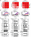 FAKi enhances the apoptotic effect of a RAF/MEKi in MPNST cells.
