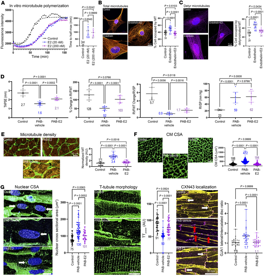 17β-Estradiol limits pathological microtubule stabilization and improves...