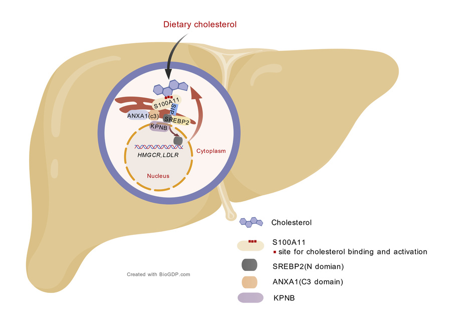 graphical abstract