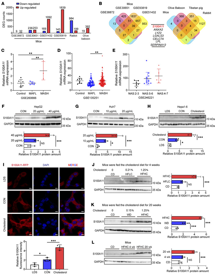 S100A11 positively responds to cholesterol.
(A) Integrated analysis of D...