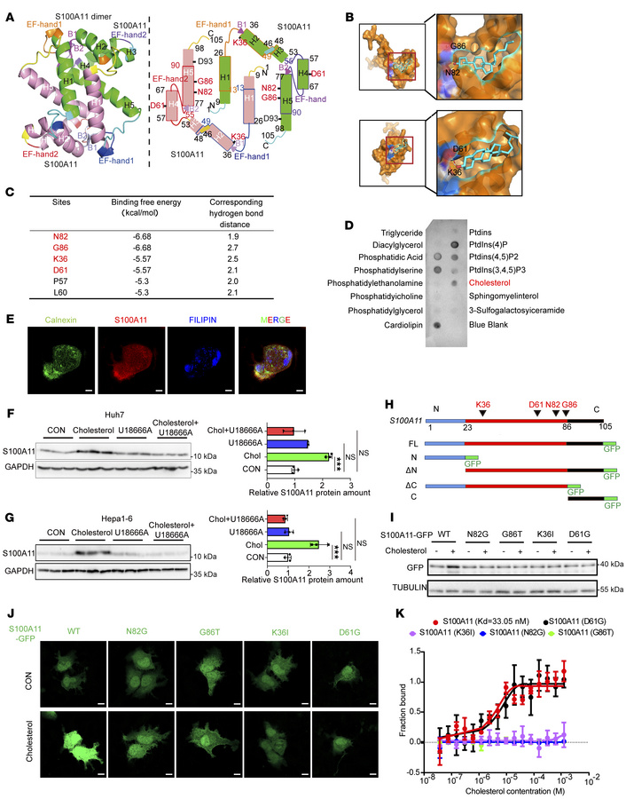 S100A11 can bind to cholesterol.
(A) The recombinant human S100A11 prote...