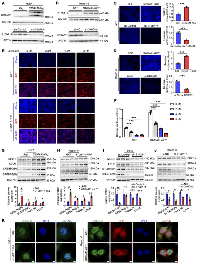 S100A11 is involved in regulating the SREBP2/cholesterol pathway.
(A and...
