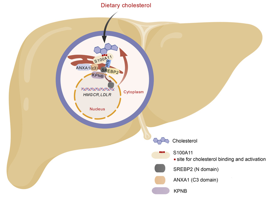 A proposed model of the S100A11/ANXA1/-KPNB/SREBP2 axis regulating liver...