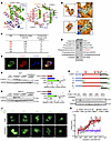 S100A11 can bind to cholesterol.