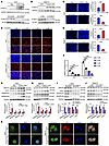 S100A11 is involved in regulating the SREBP2/cholesterol pathway.
