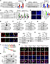 A S100A11/ANXA1/KPNB axis promotes SREBP2 nuclear entry.