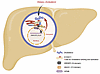 A proposed model of the S100A11/ANXA1/-KPNB/SREBP2 axis regulating liver ch