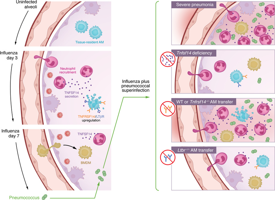During influenza pneumonia, neutrophil-derived TNFSF14 uses the LTβR to ...