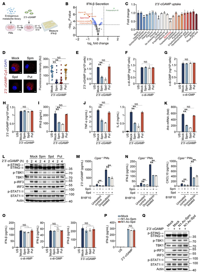 Spermine and spermidine selectively inhibit 2′3′-cGAMP propagation.
(A) ...