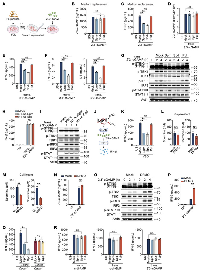 Spermine and spermidine selectively inhibit intracellular 2′3′-cGAMP-ind...