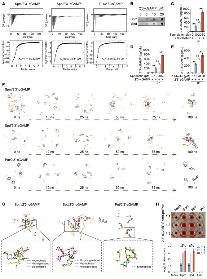 Spermine and spermidine directly bind to 2′3′-cGAMP and promote its aggr...