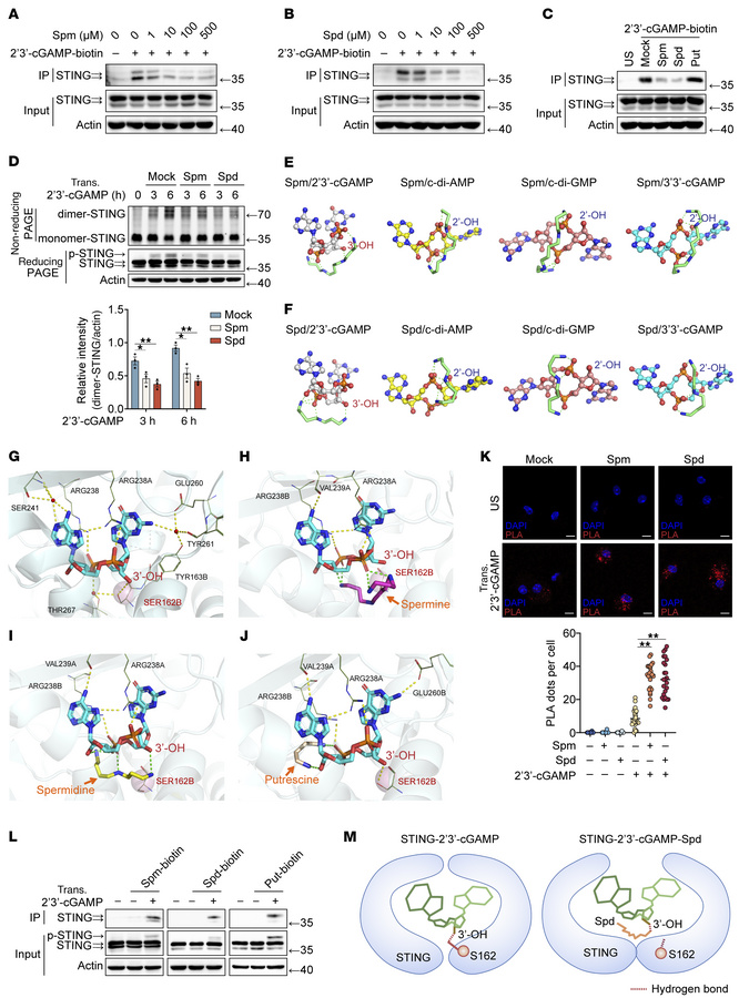 Spermine and spermidine selectively suppress 2′3′-cGAMP binding to STING...