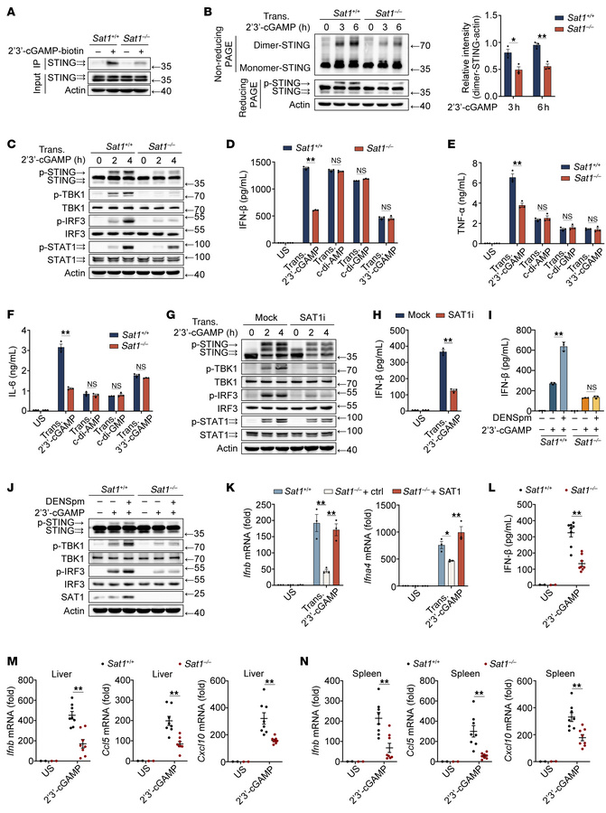 SAT1 enhances 2′3′-cGAMP–induced STING activation.
(A) IB analysis of ly...